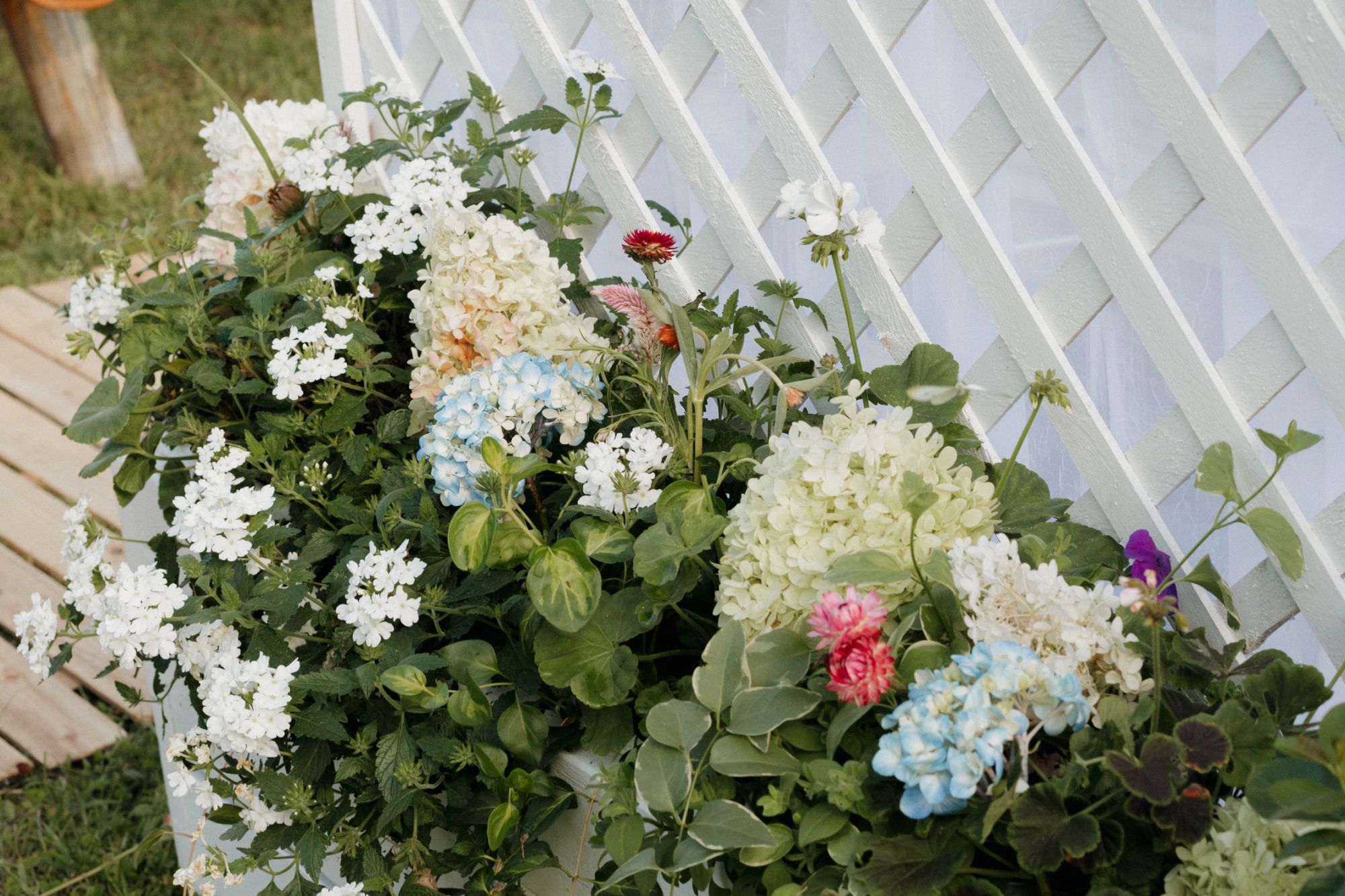Hydrangeas and garden flowers along a white lattice